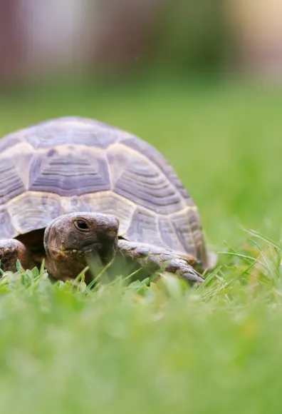 Turtle laying in grass
